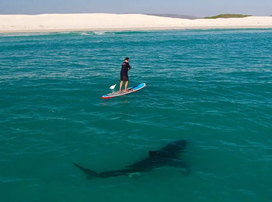 a paddle boarder in the ocean with a great white shark swimming below him